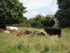 Access to Clare Common