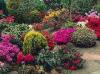 Town gears up for a bloom