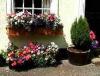 Clare Wins Top Anglia in Bloom Award