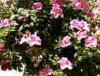 Anglia in Bloom Organisers offer high praise for Clare