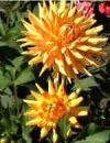 Floral Display Coming to Clare