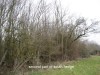 Suffolk Hedgerow Survey in Clare.