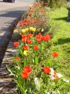 Clare in Bloom - Open Gardens 2010