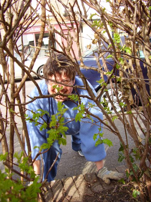 Clare in Bloom 2007