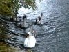 The Park Swans