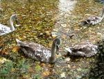 Swan Signets