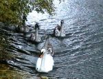 The Park Swans