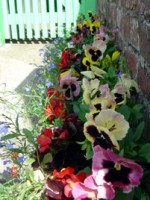 Pansies