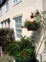 Hanging Basket