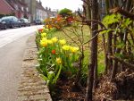 Clare in Bloom 2007